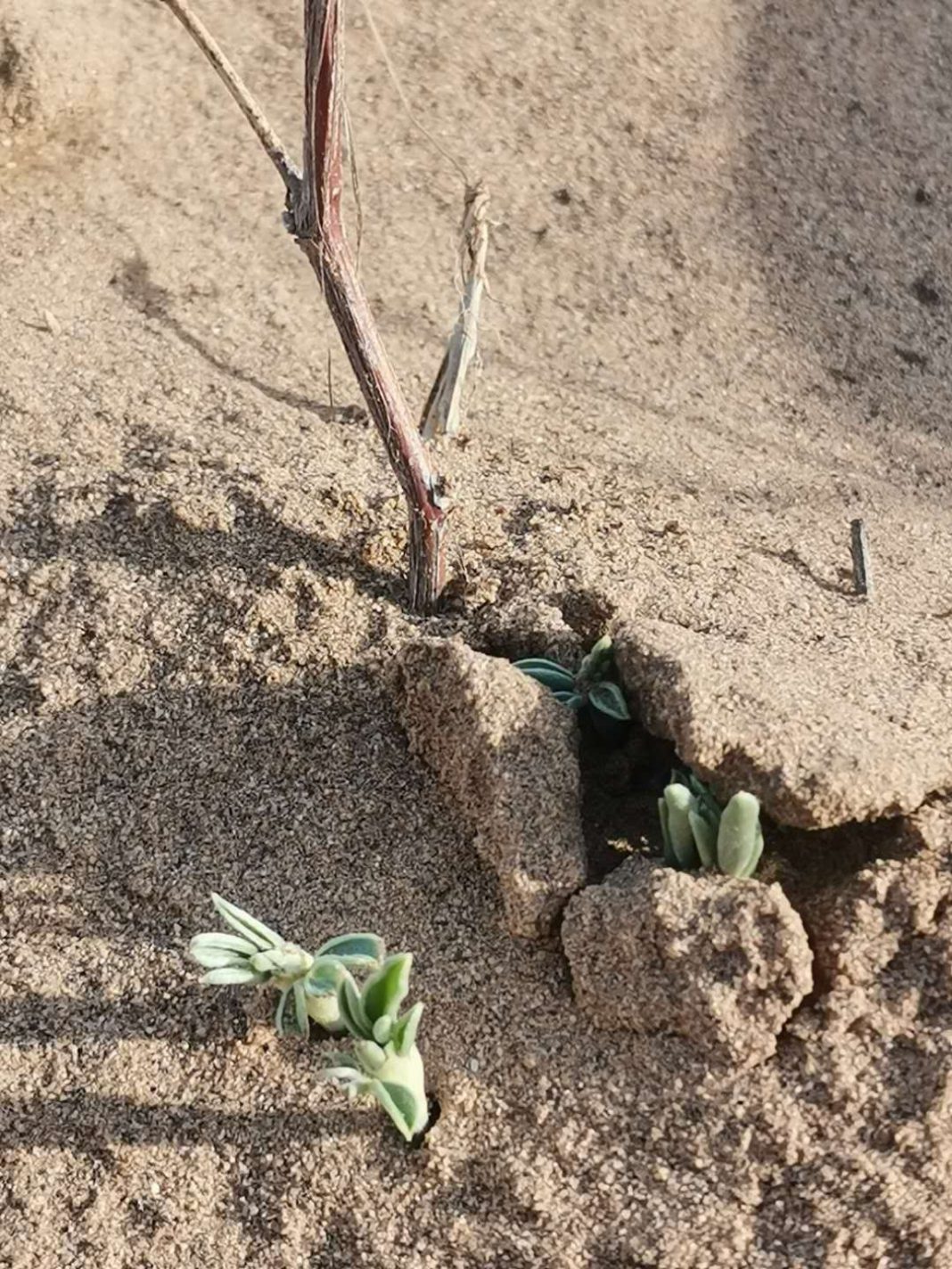 Chinese Dears planted 2780 trees for Dimash’s birthday