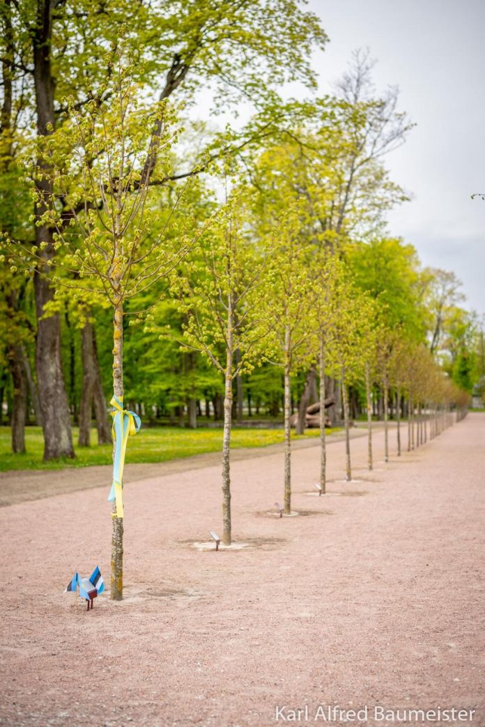 A tree named Dimash in Estonia