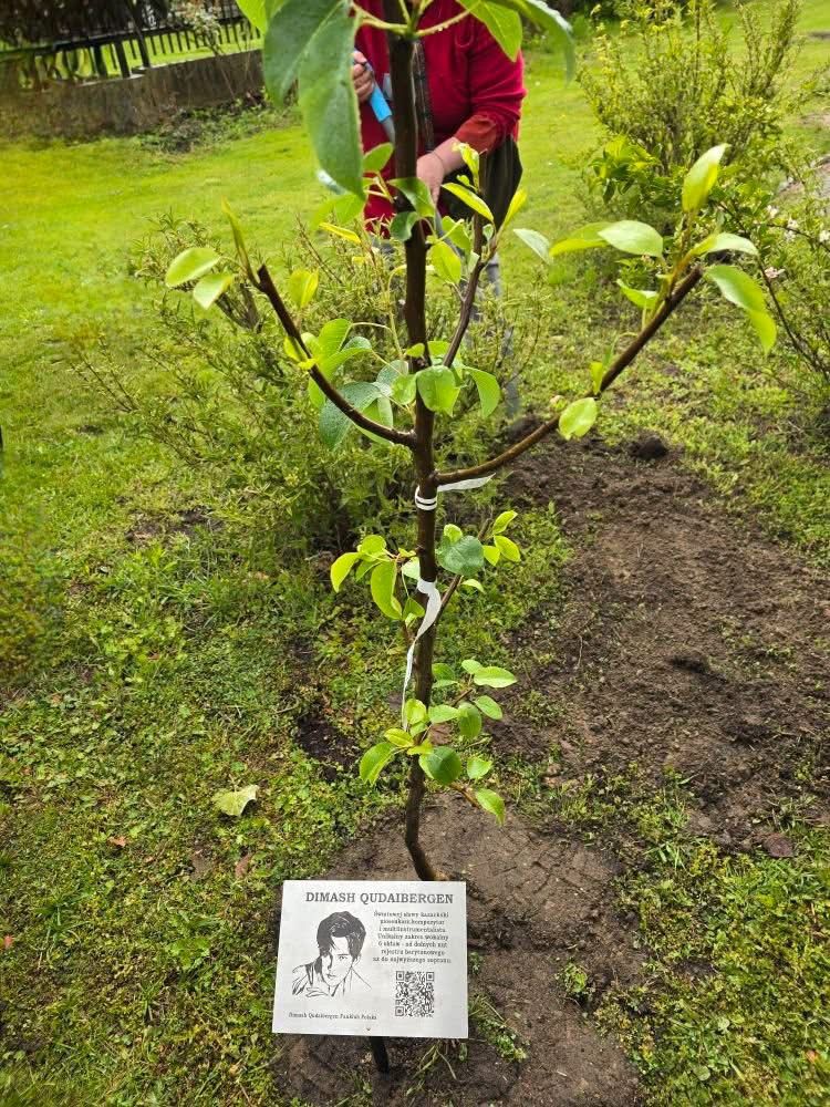 Polish Dears Plant a Tree in Honor of Dimash's Birthday